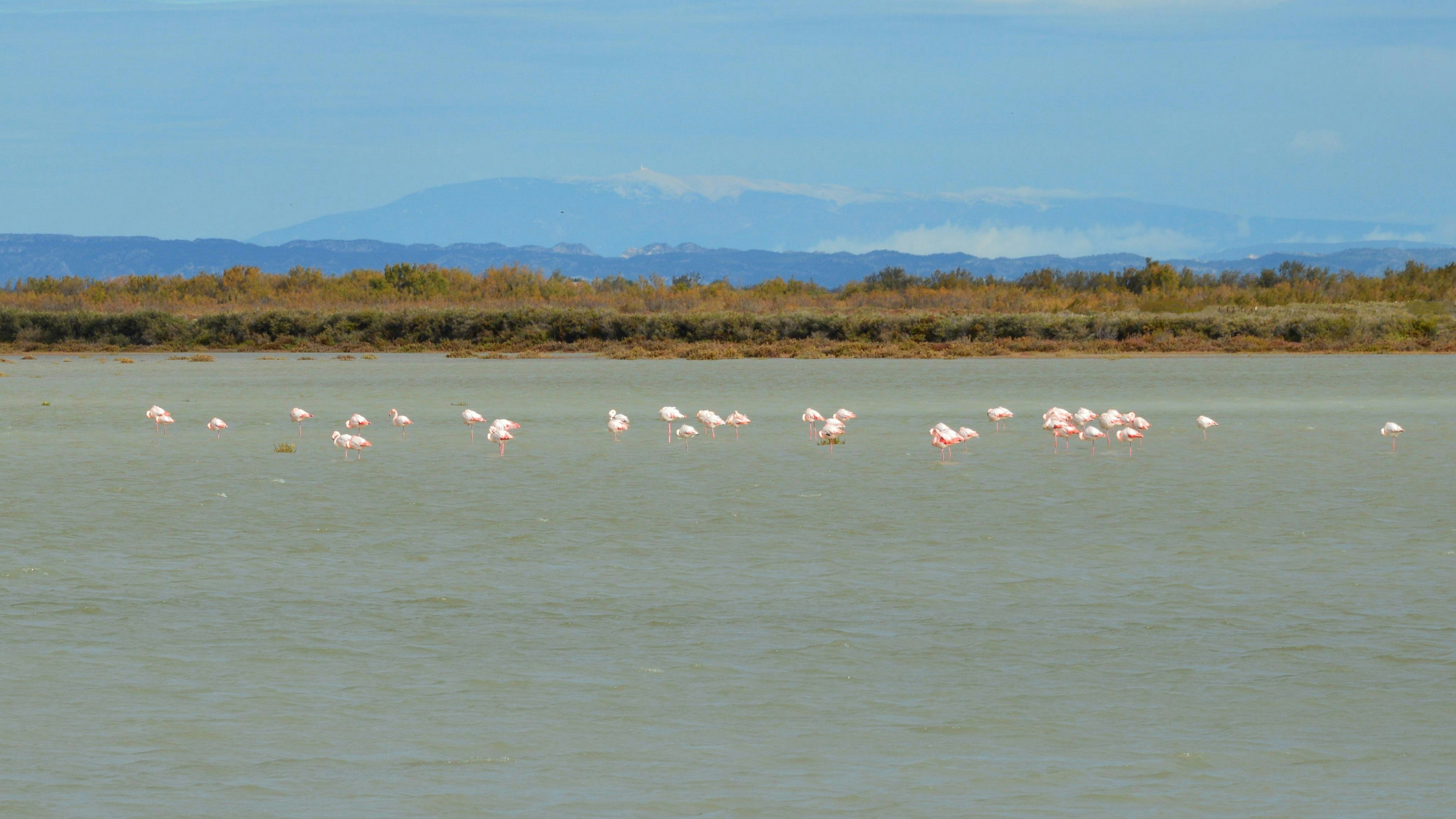 a group of flamingos standing in the water