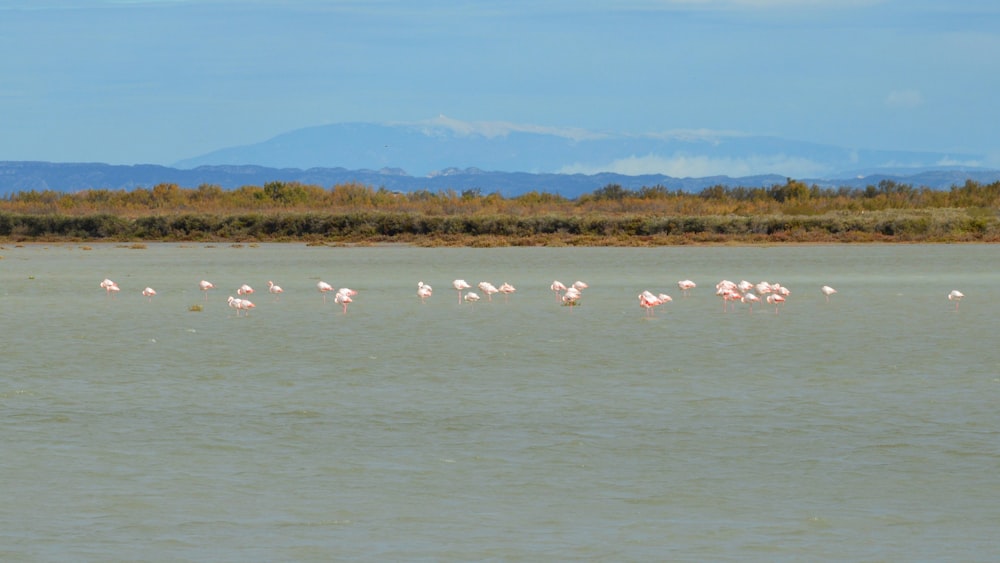 a group of flamingos standing in the water