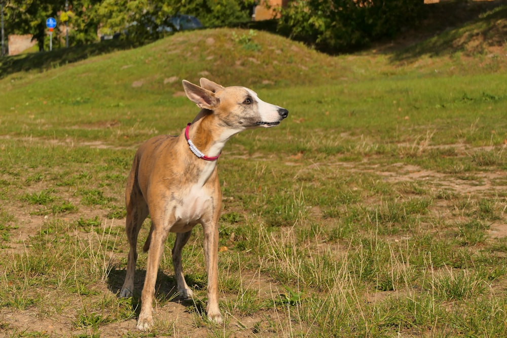 a brown and white dog standing on top of a grass covered field