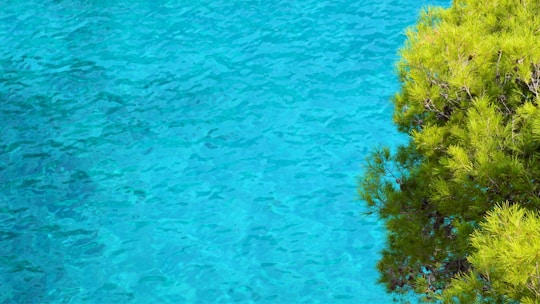 a blue body of water with a tree in the foreground