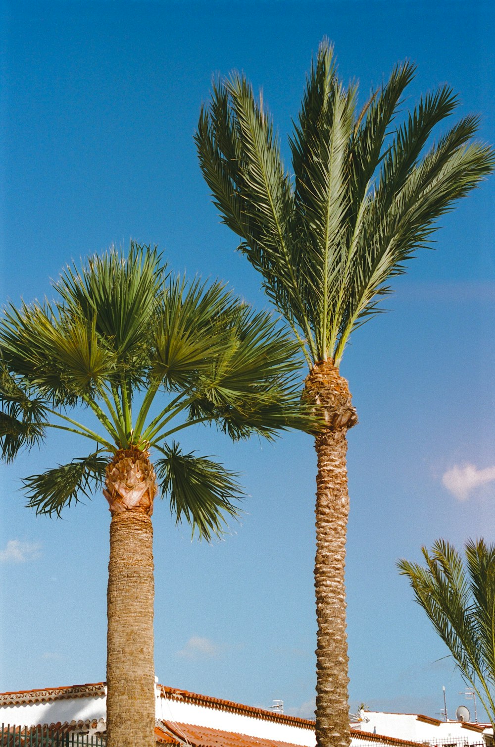 a couple of palm trees standing next to each other