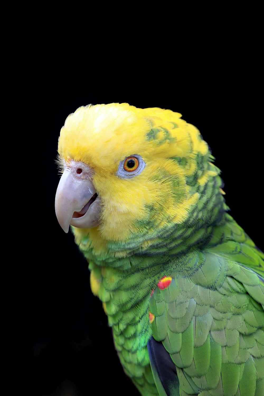 Eine Nahaufnahme eines Papageis mit schwarzem Hintergrund