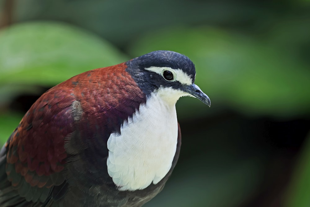 a close up of a bird with a blurry background