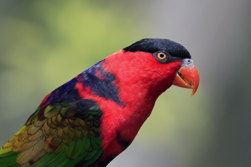 a close up of a colorful bird with a blurry background