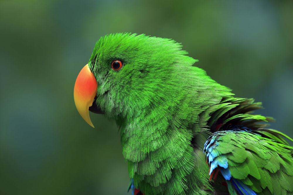 a close up of a green parrot with a red beak