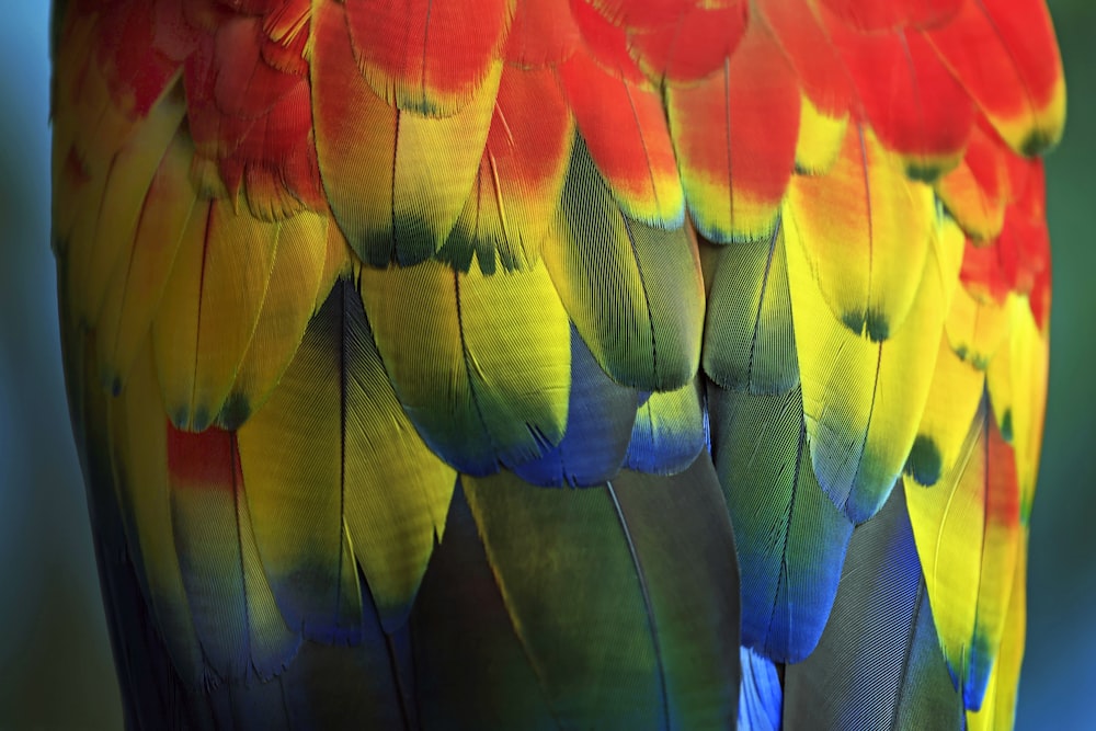 um close up das penas de um pássaro colorido