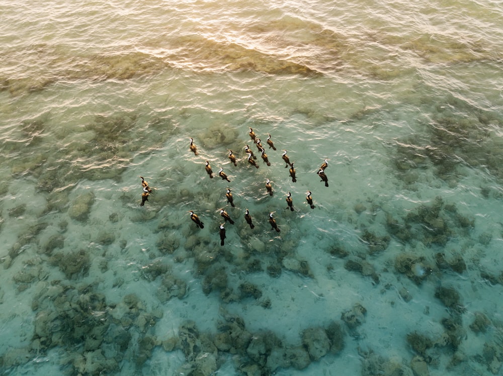 a group of people standing on top of a body of water