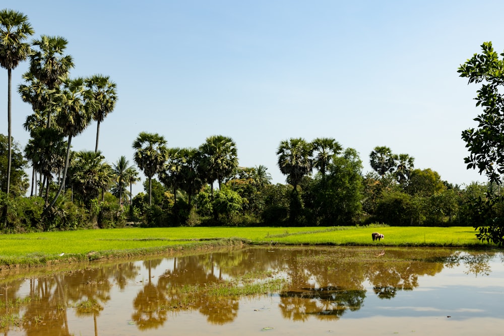 a small pond in the middle of a lush green field