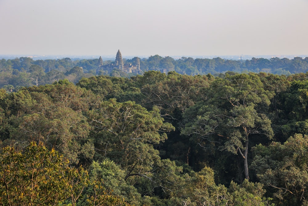 a forest filled with lots of tall trees