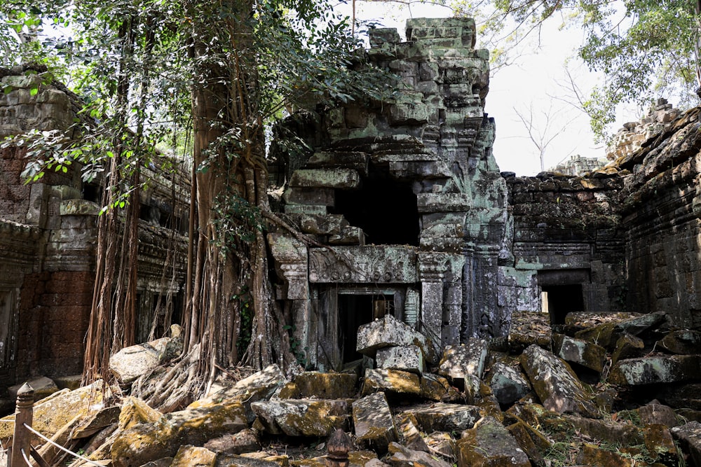 a tree growing over a building in a jungle