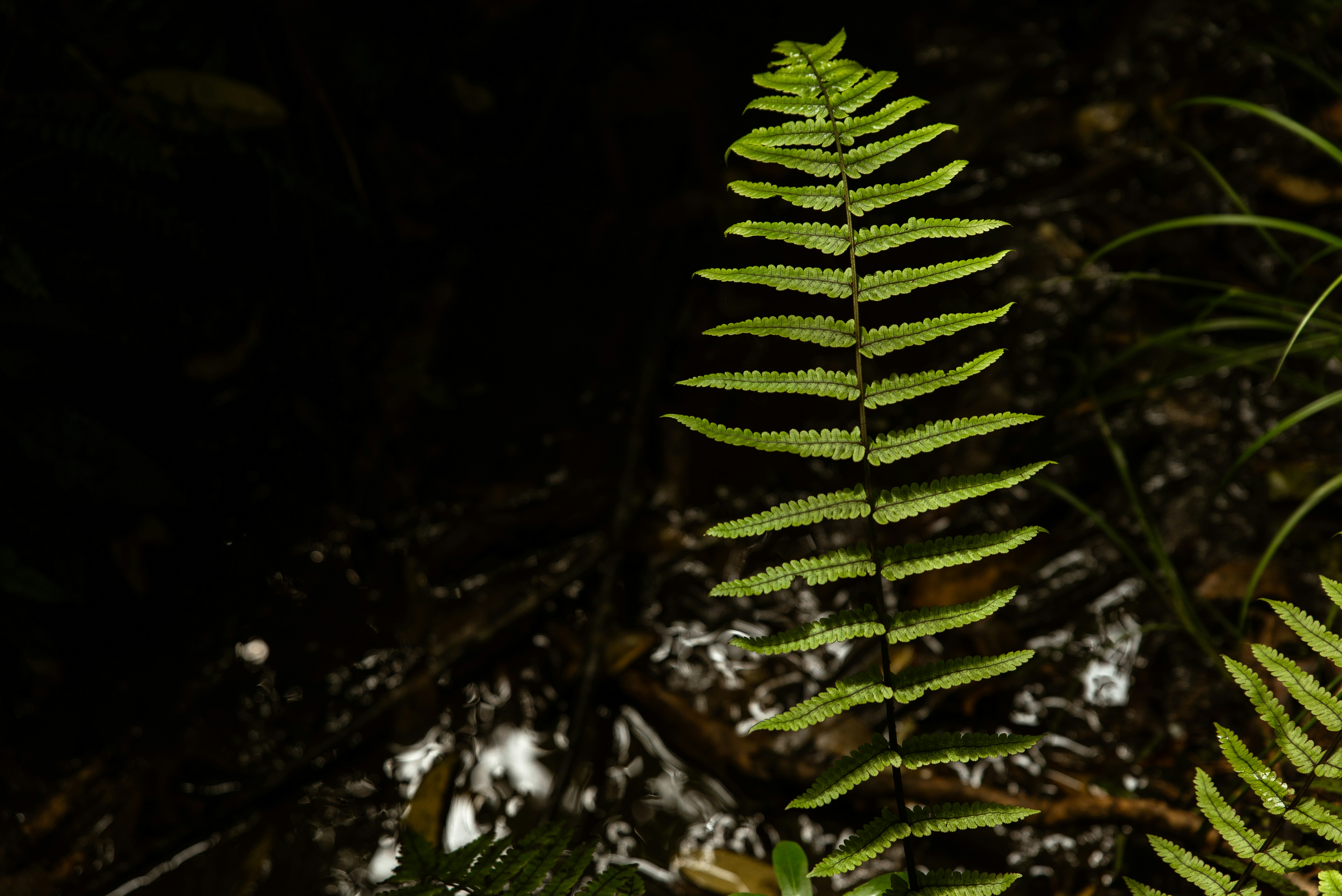a close up of a green plant with leaves