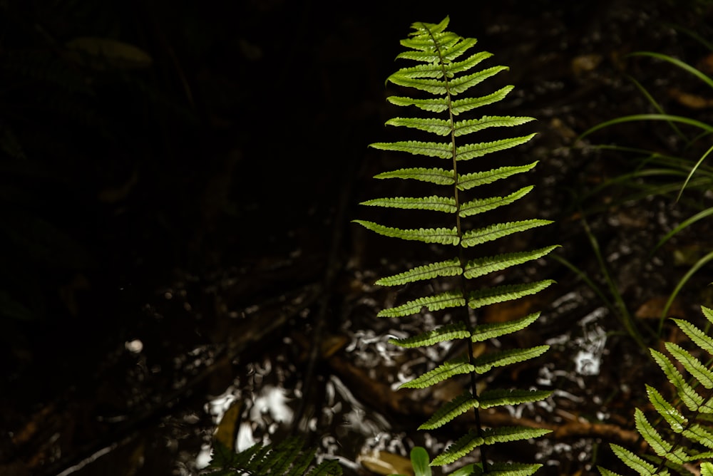 a close up of a green plant with leaves