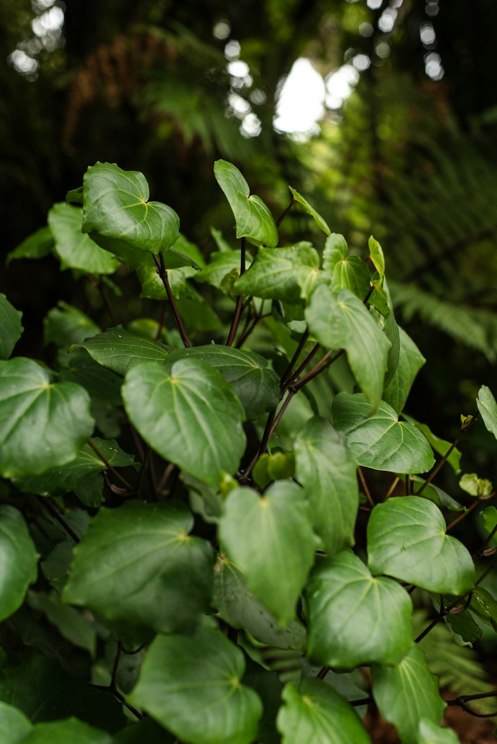 a close up of a plant with green leaves