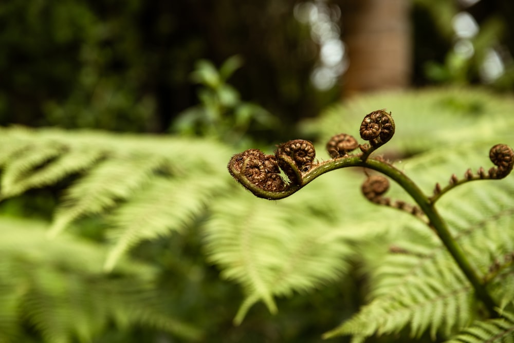 a close up of a plant with lots of leaves