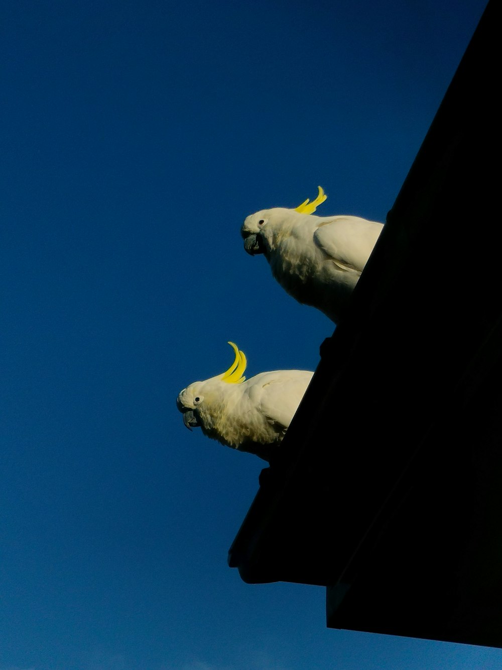 a couple of white birds sitting on top of a roof