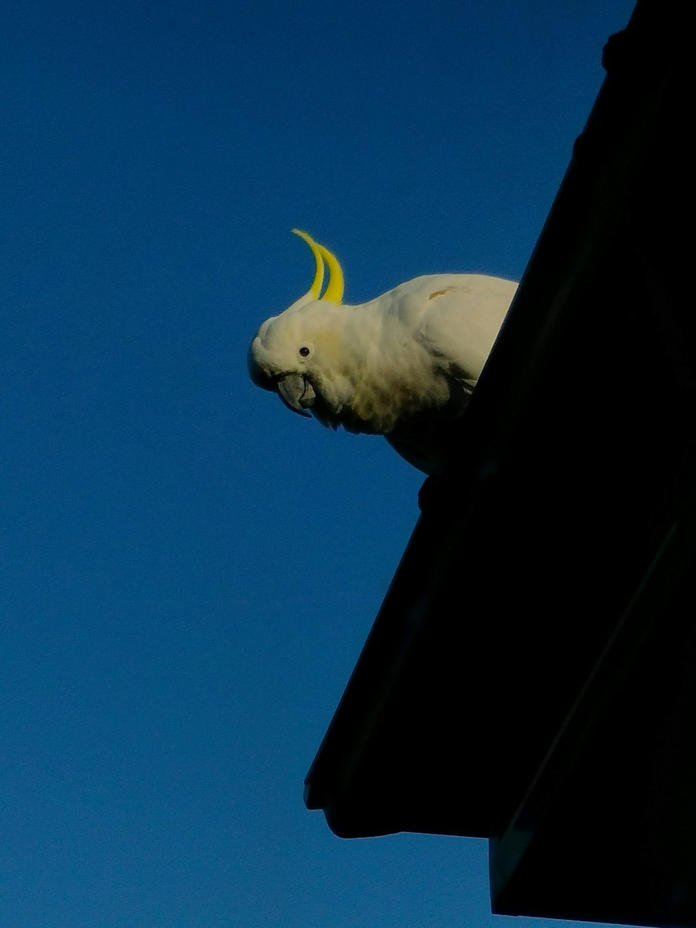 a white bird with a yellow stripe on its head