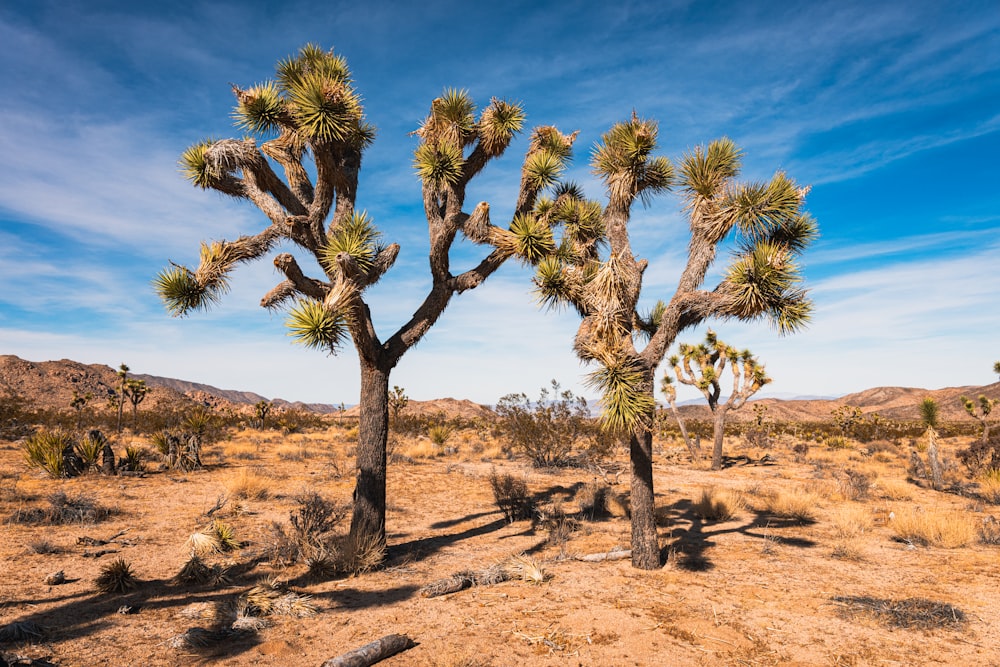 a group of joshua trees in the desert