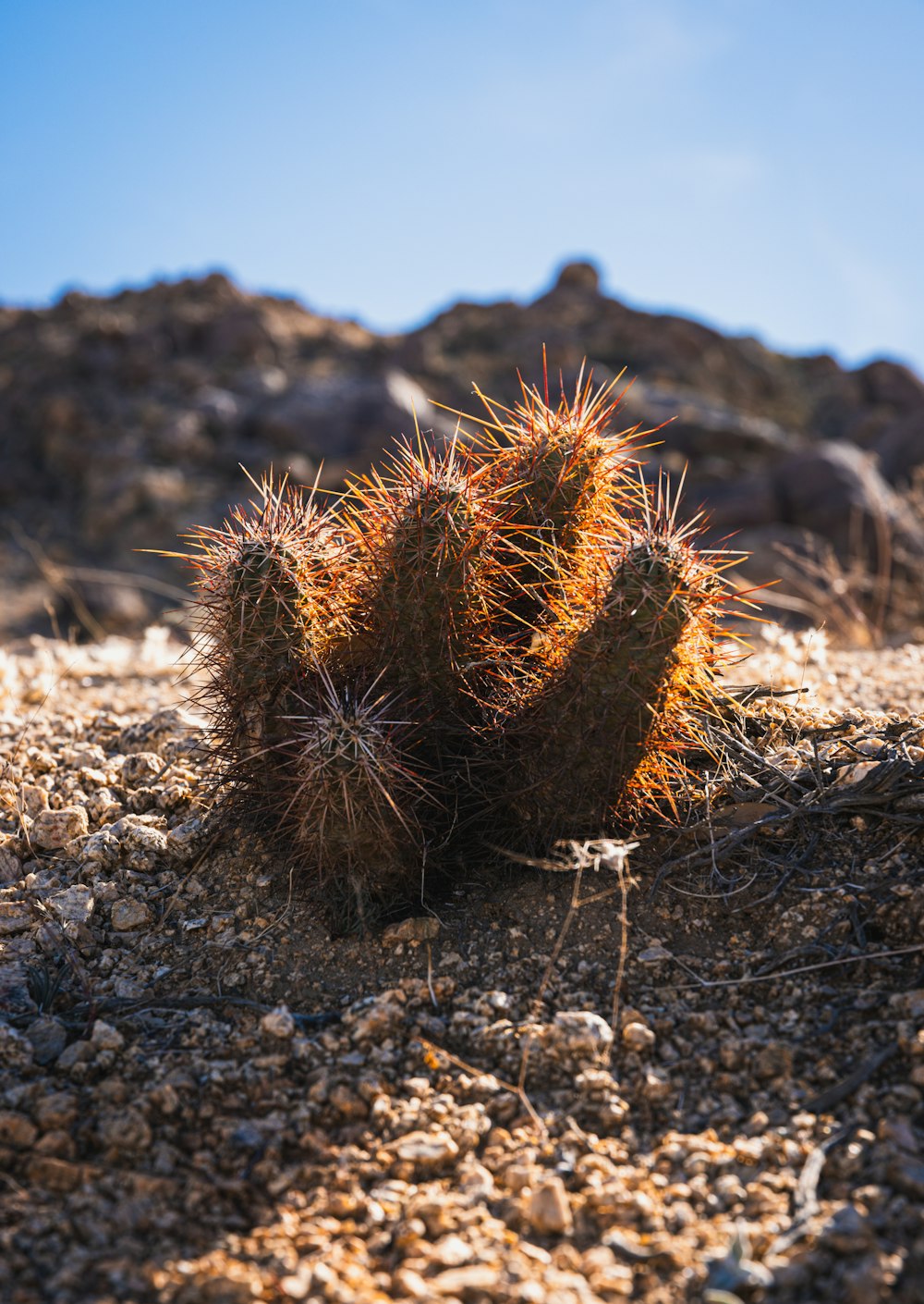 a small cactus in the middle of a desert