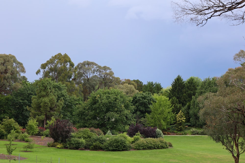 a lush green field surrounded by trees and bushes