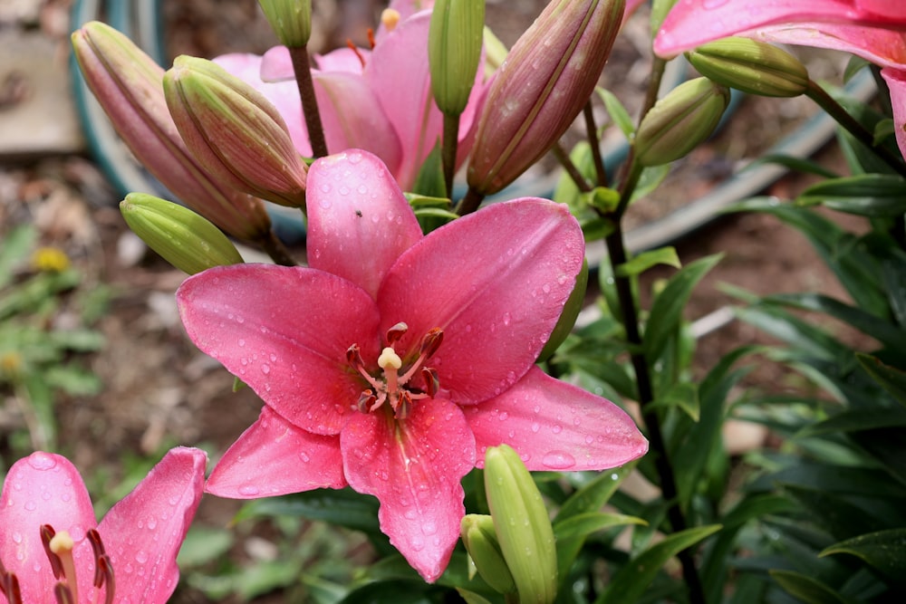 a close up of a pink flower with water droplets on it