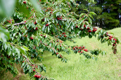 Wild Himalayan Cherry Blossom India Prunus cerasoides Pink Flowers — PlantCare