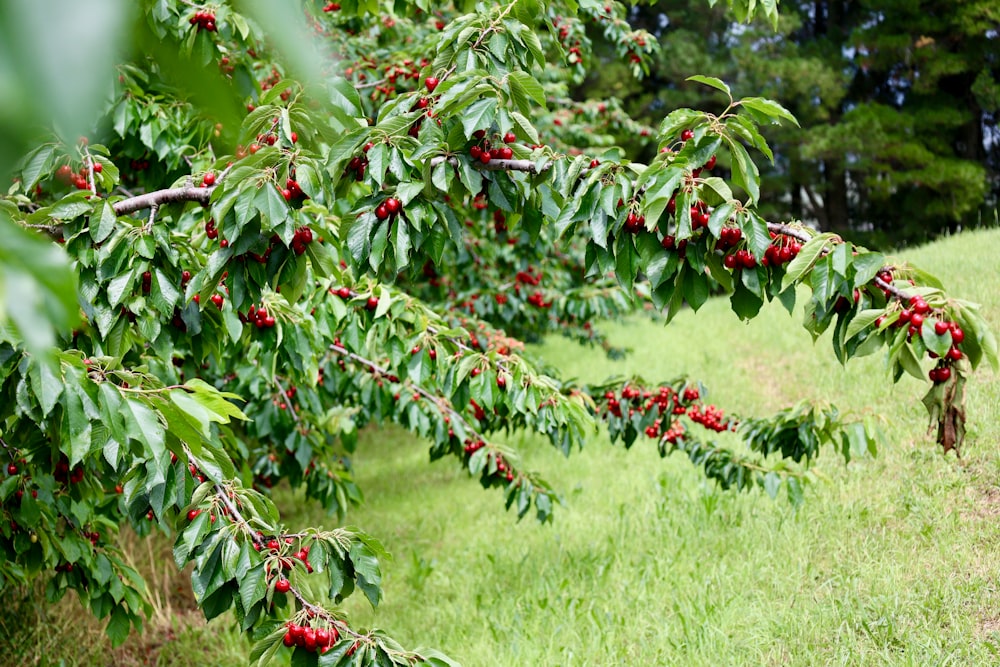 a row of trees with red berries on them