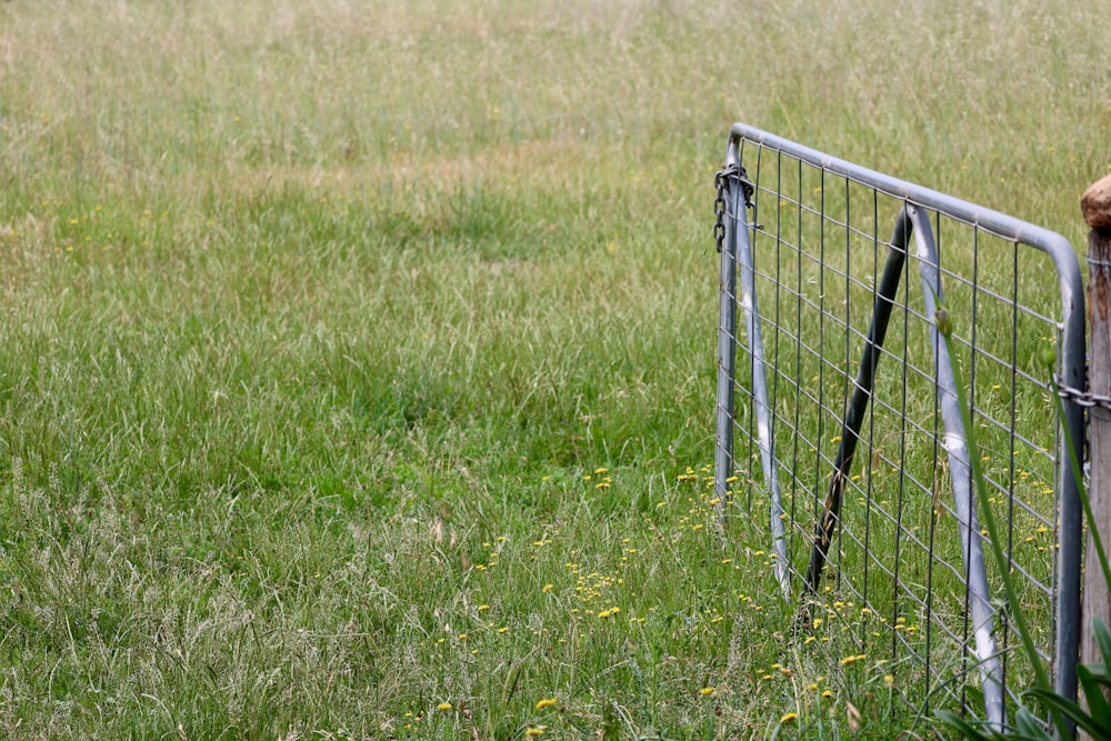 a sheep sticking its head through a fence