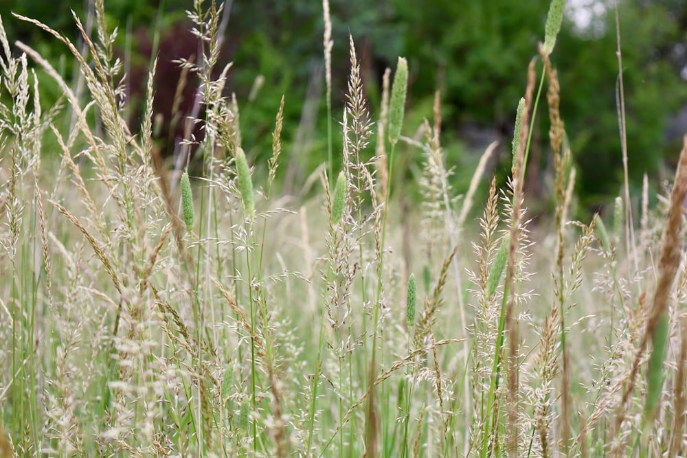 a field of tall grass with trees in the background