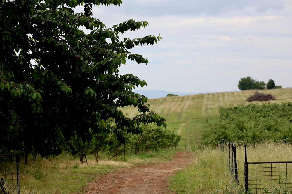 a dirt road in the middle of a lush green field