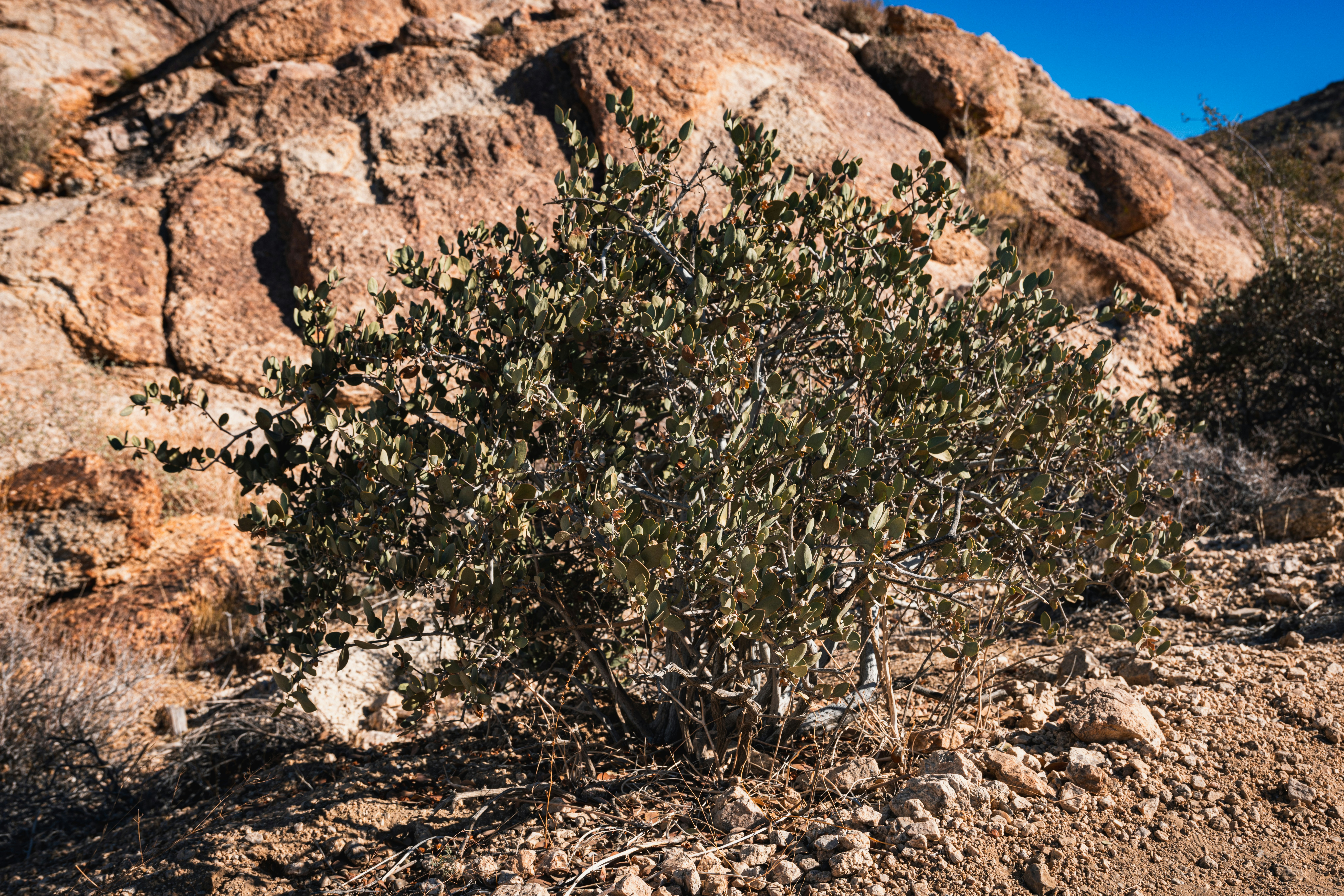 a small tree growing in the middle of a rocky area
