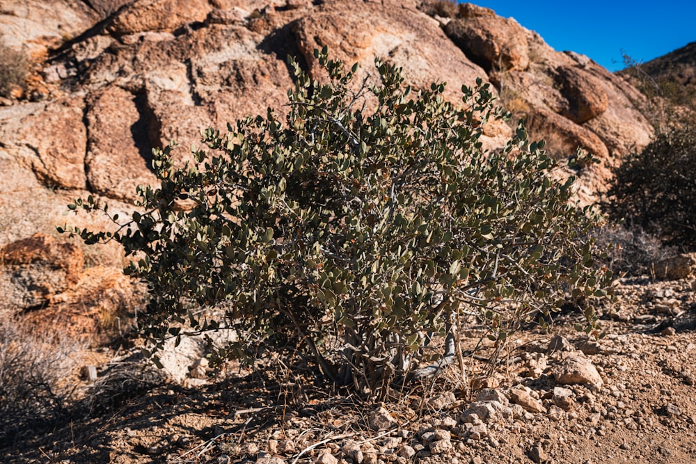 a small tree growing in the middle of a rocky area
