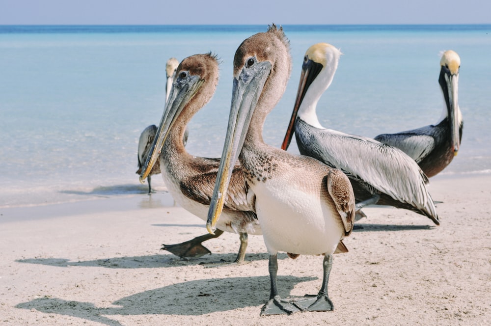 a group of pelicans standing on a beach next to the ocean