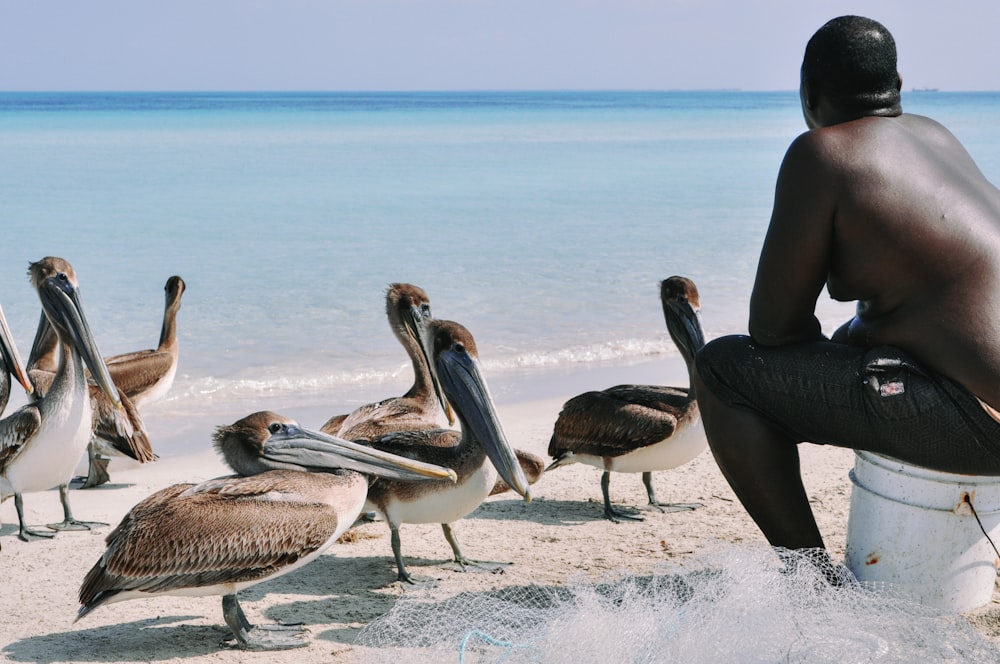 a man sitting on a bucket on the beach with a bunch of pelicans