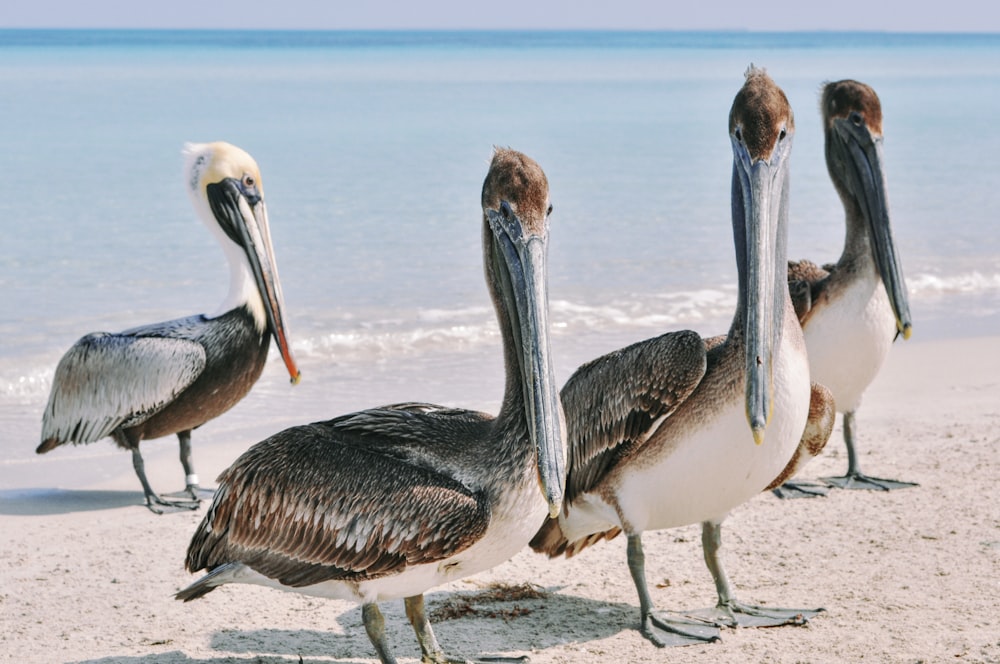 a group of pelicans standing on a beach next to the ocean