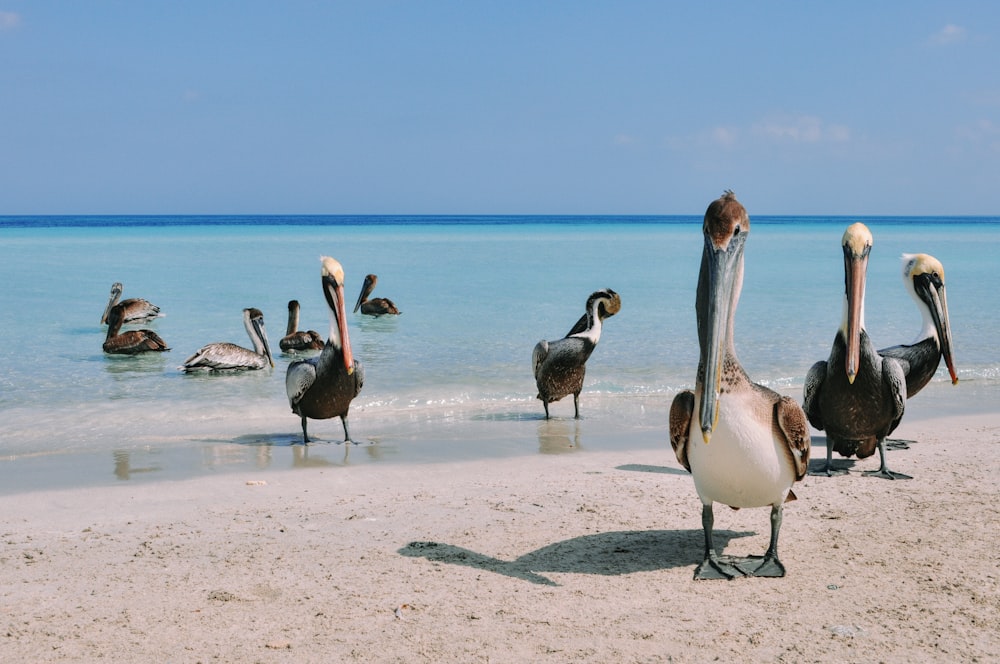a group of pelicans standing on a beach next to the ocean