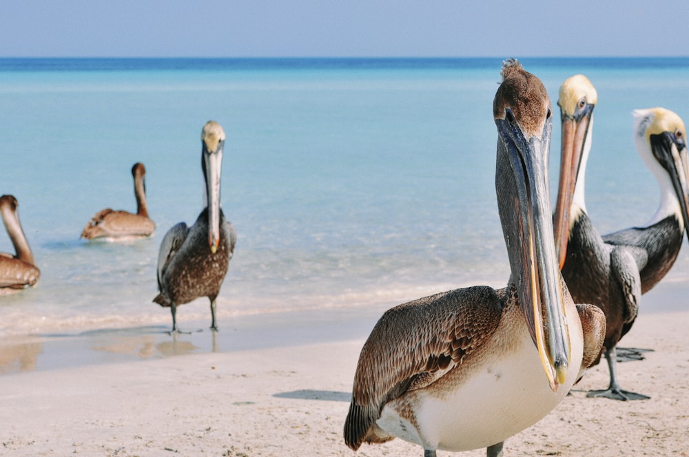 a group of pelicans standing on a beach next to the ocean