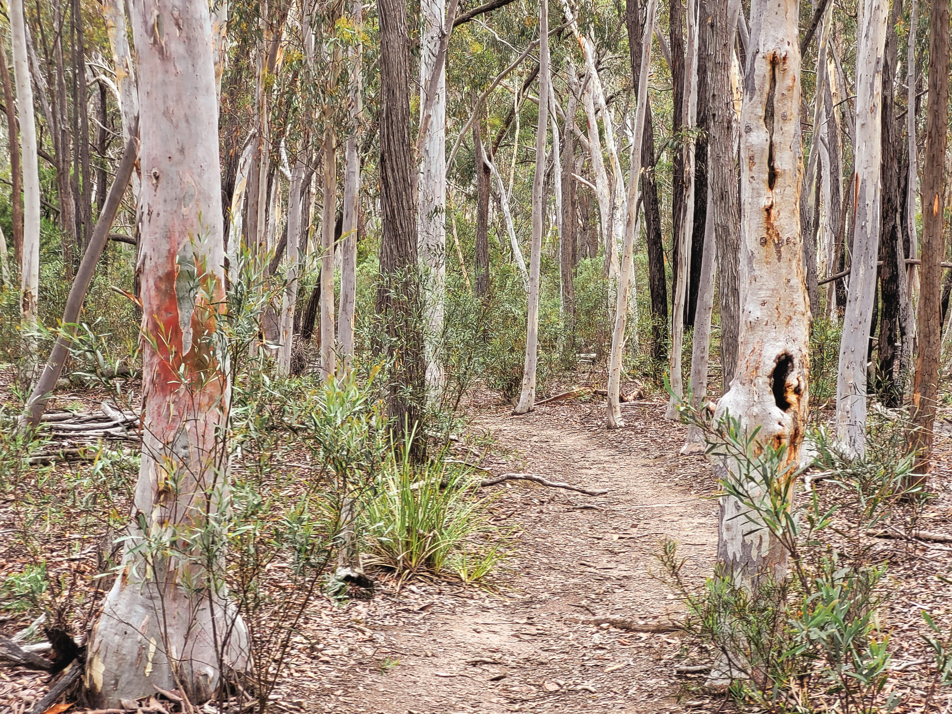 a dirt path in the middle of a forest