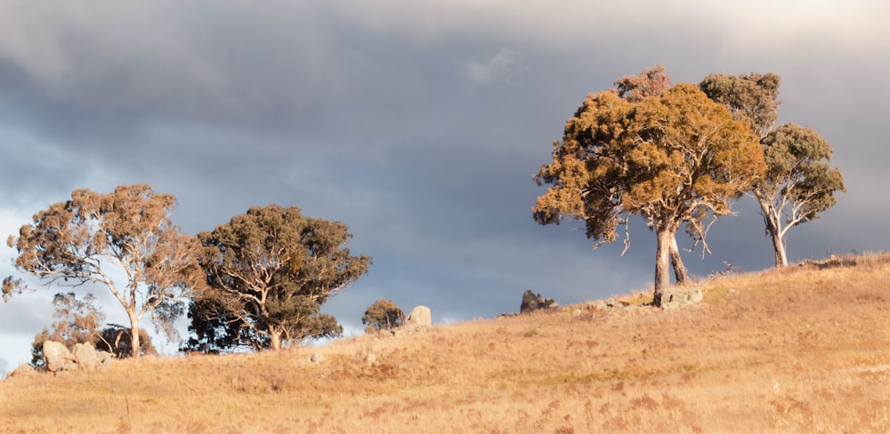 a group of trees sitting on top of a grass covered hillside