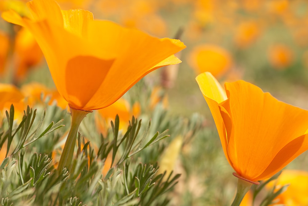 a field full of orange flowers with green stems