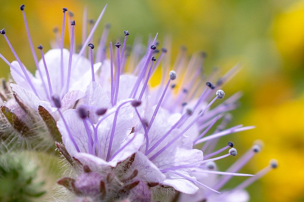 a close up of a purple flower with yellow flowers in the background