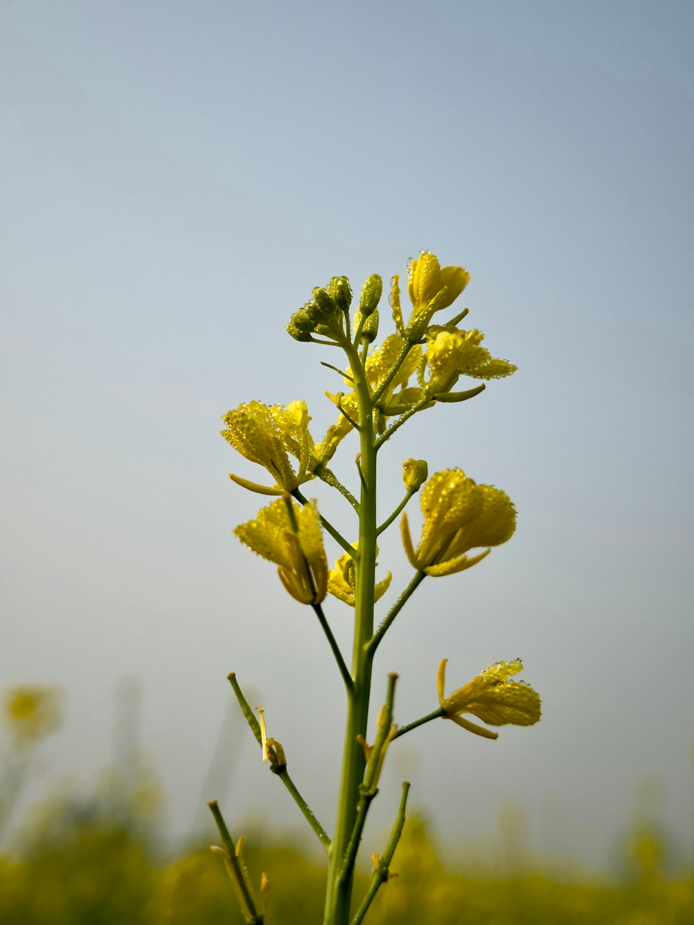 a plant with yellow flowers in a field