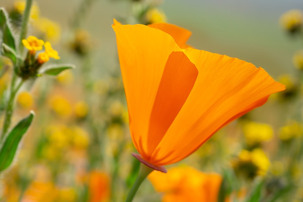 an orange flower in a field of yellow flowers