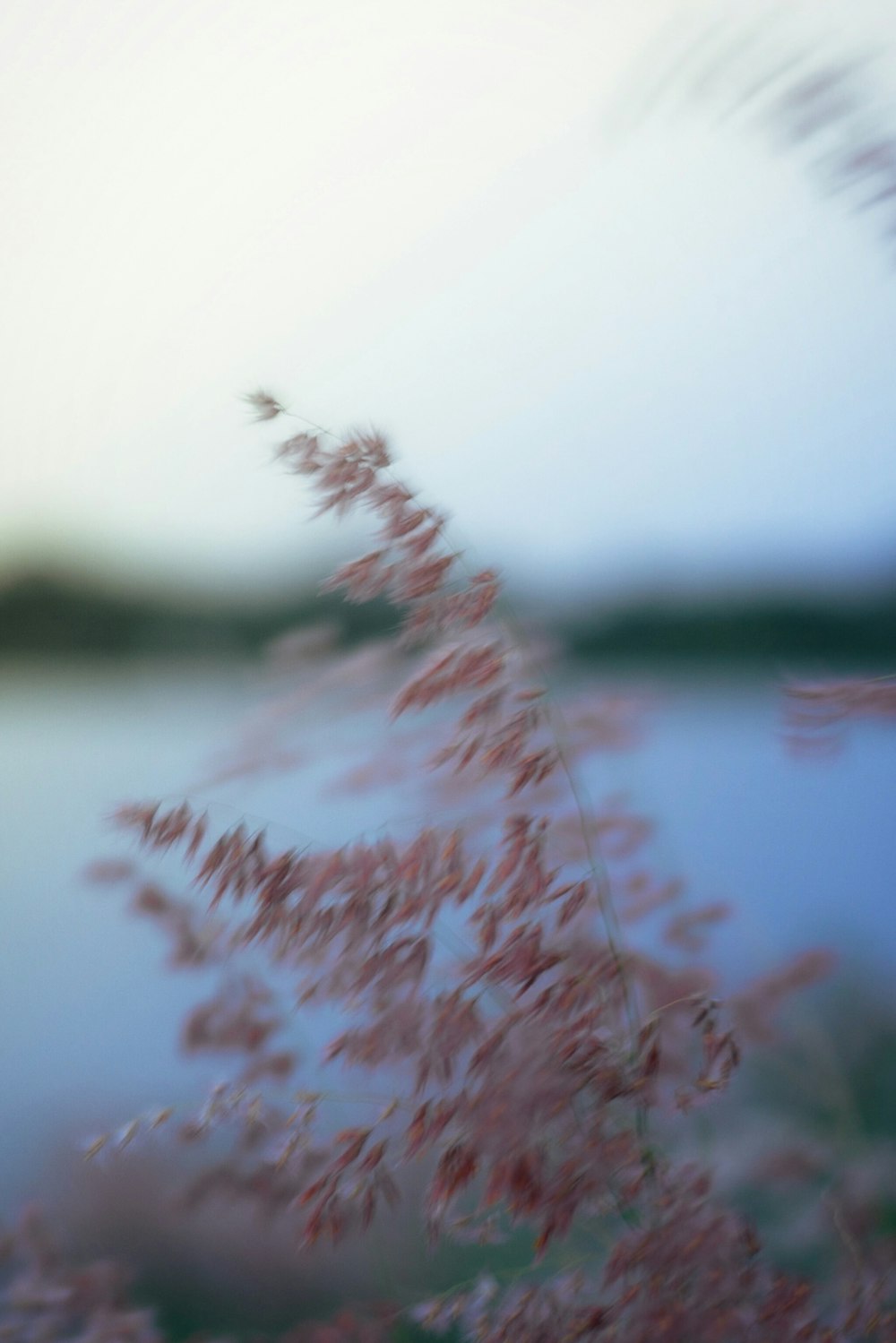 a blurry photo of a plant next to a body of water