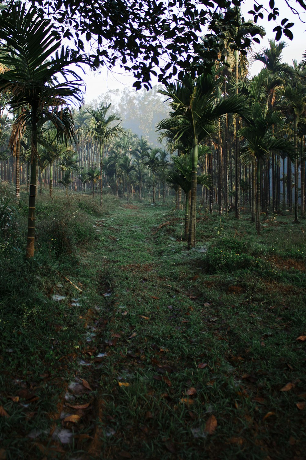 a dirt road surrounded by palm trees in a forest