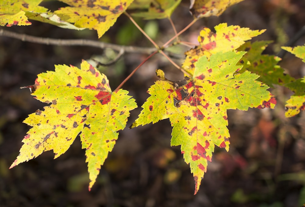 a close up of a yellow and red leaf