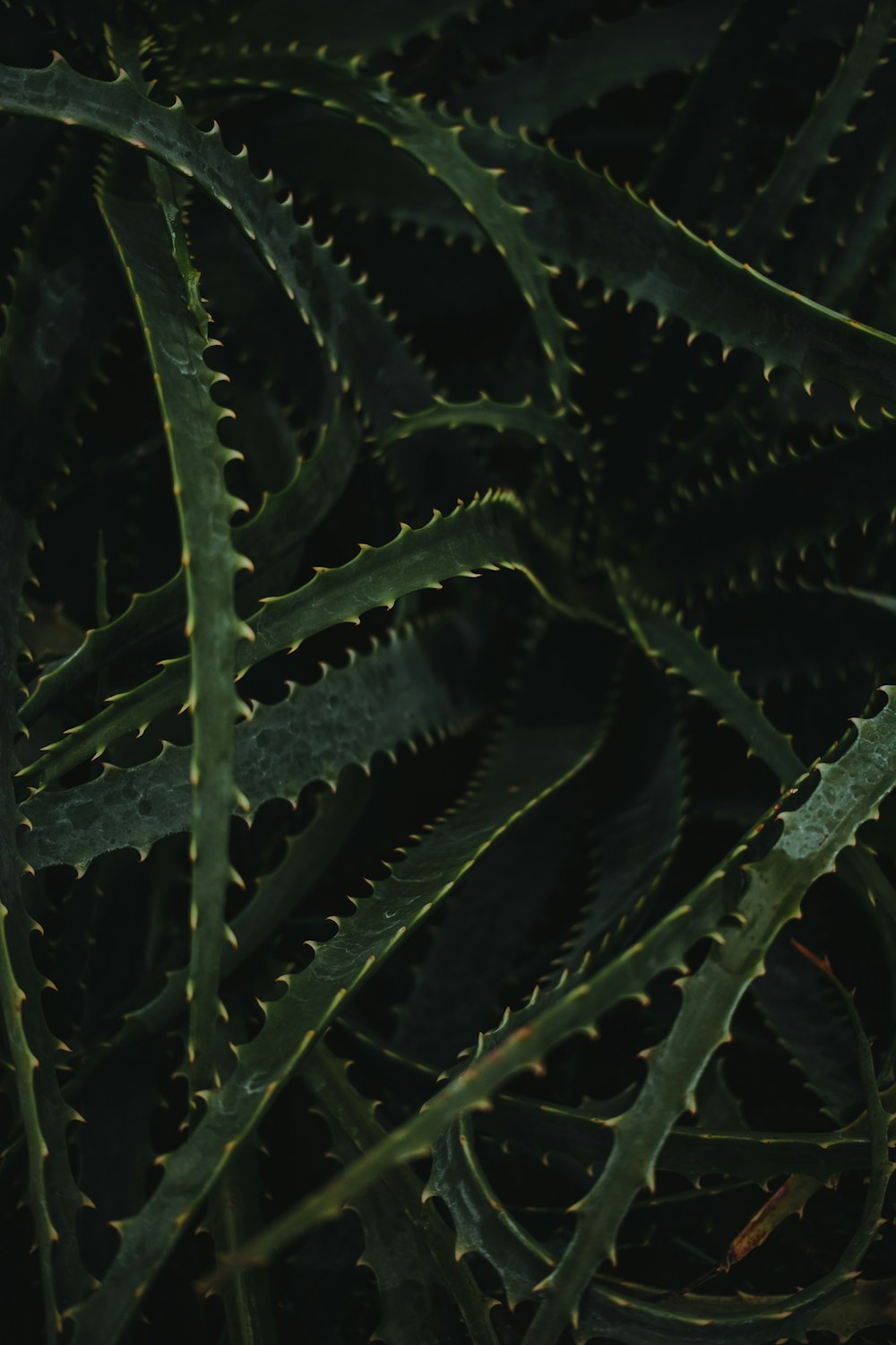 a close up of a green plant with lots of leaves