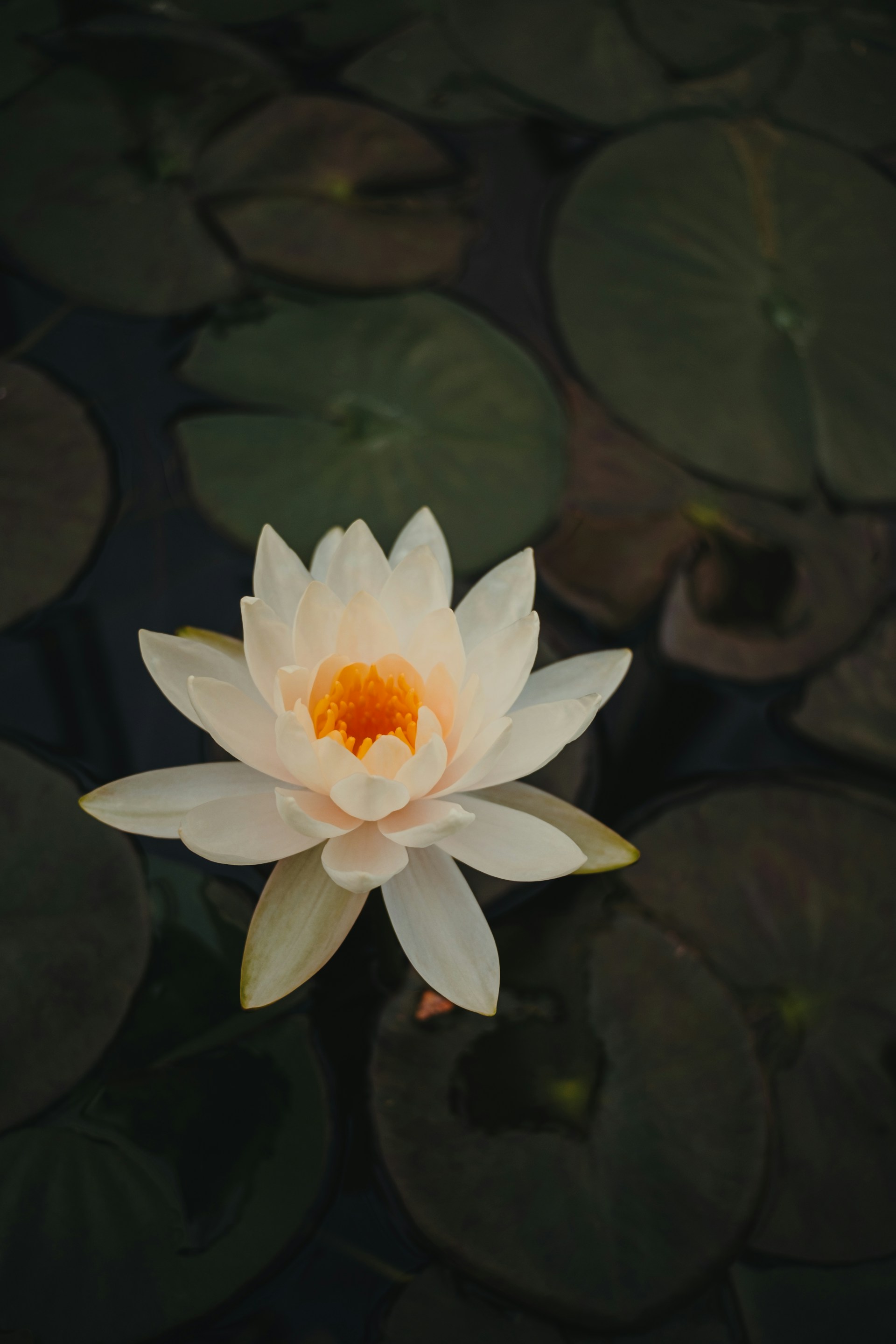 a white water lily floating in a pond