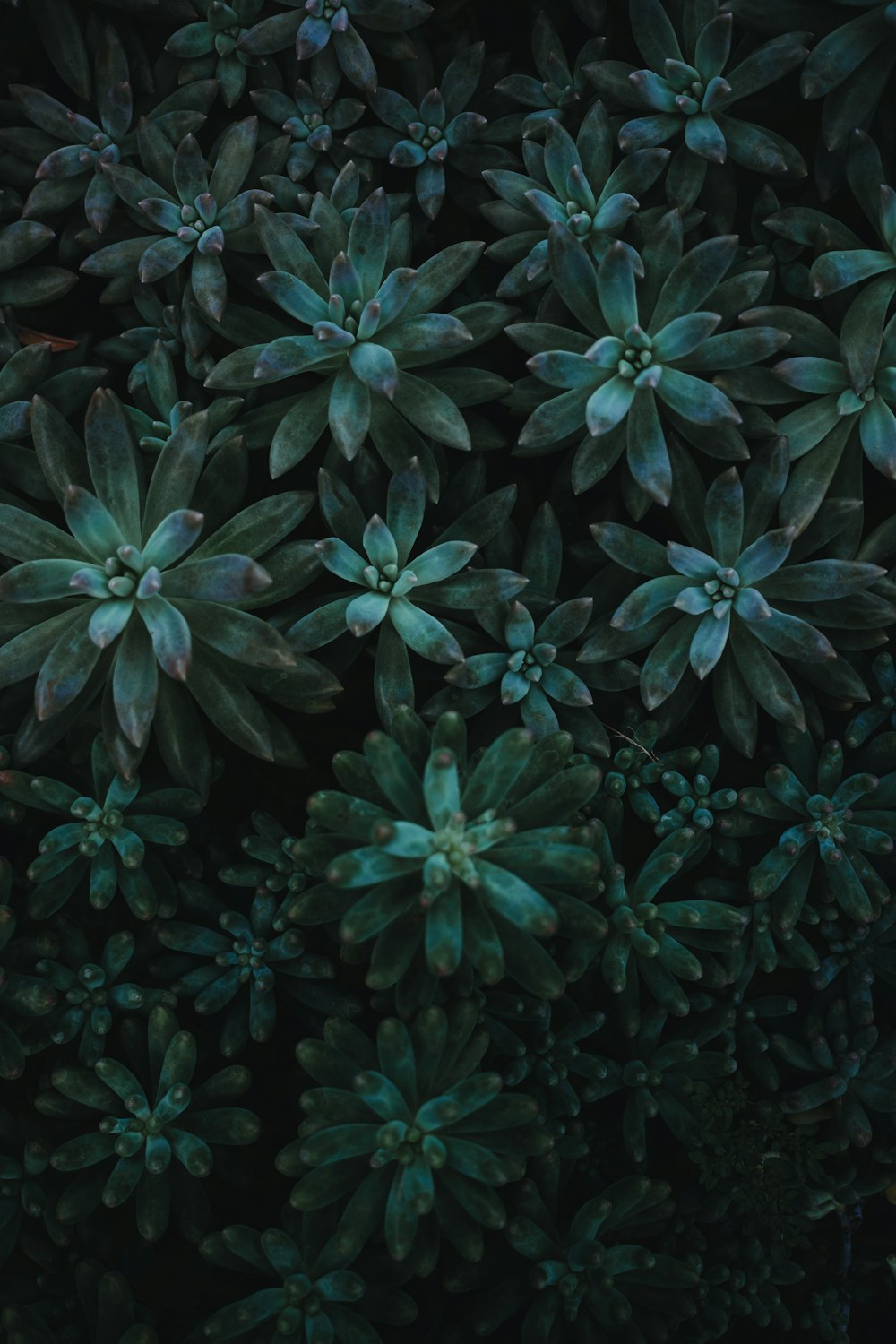 a close up of a bunch of green plants