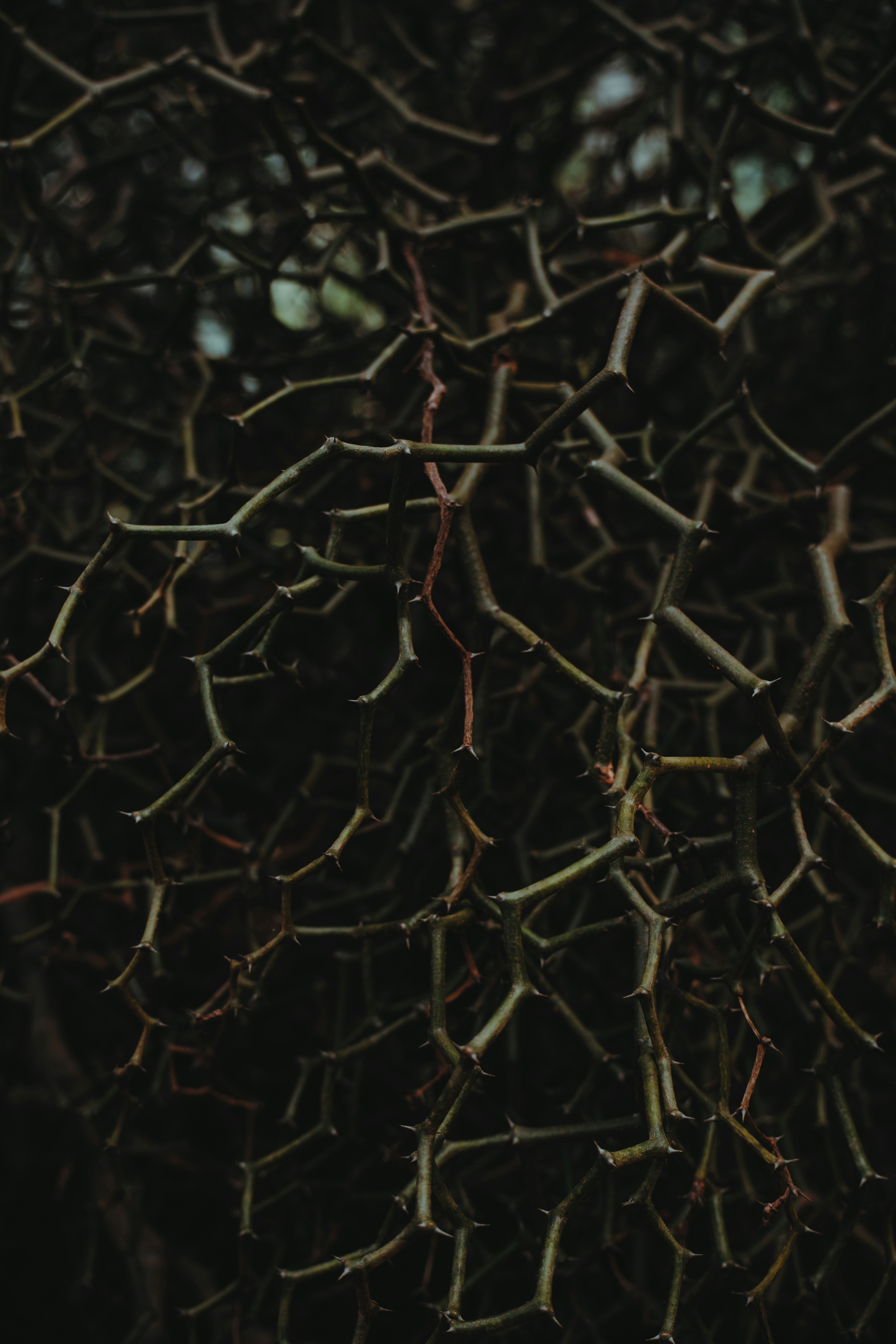 a bunch of branches that are in the dark