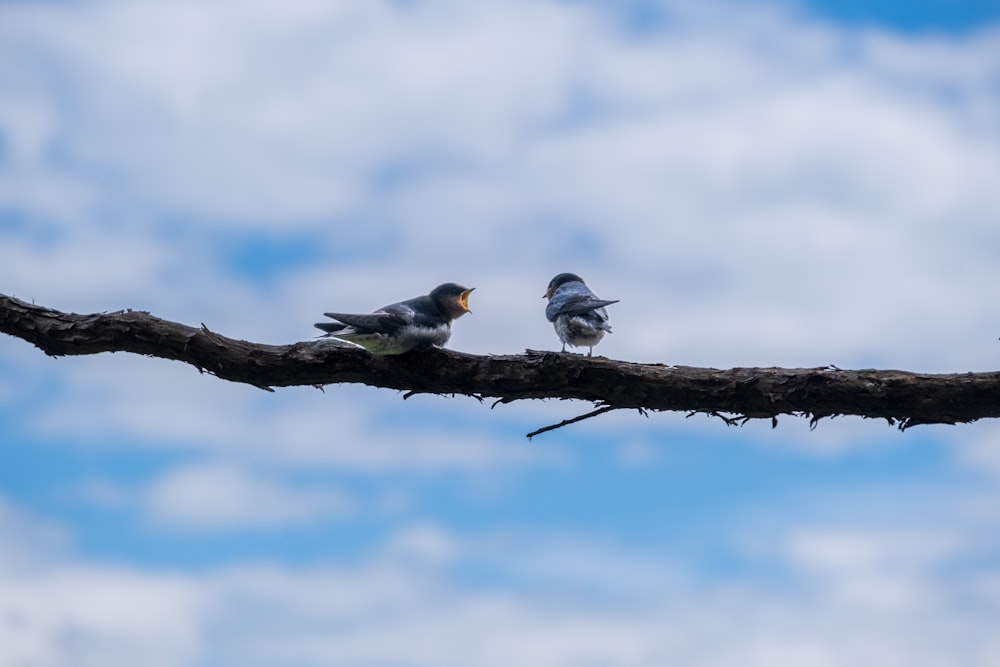 나뭇가지 위에 앉아있는 두 마리의 새